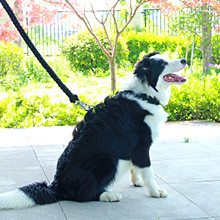 Hiking 7 Strands Parachute 550 Paracord Rope 100 Ft 2